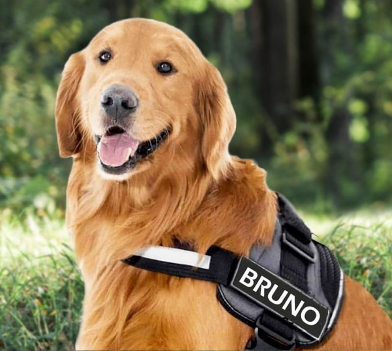 Arnés para perros guardianes personalizable