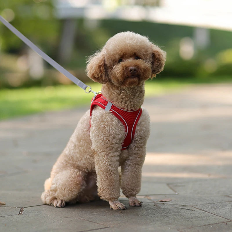 Combo harnais et laisse pour chien