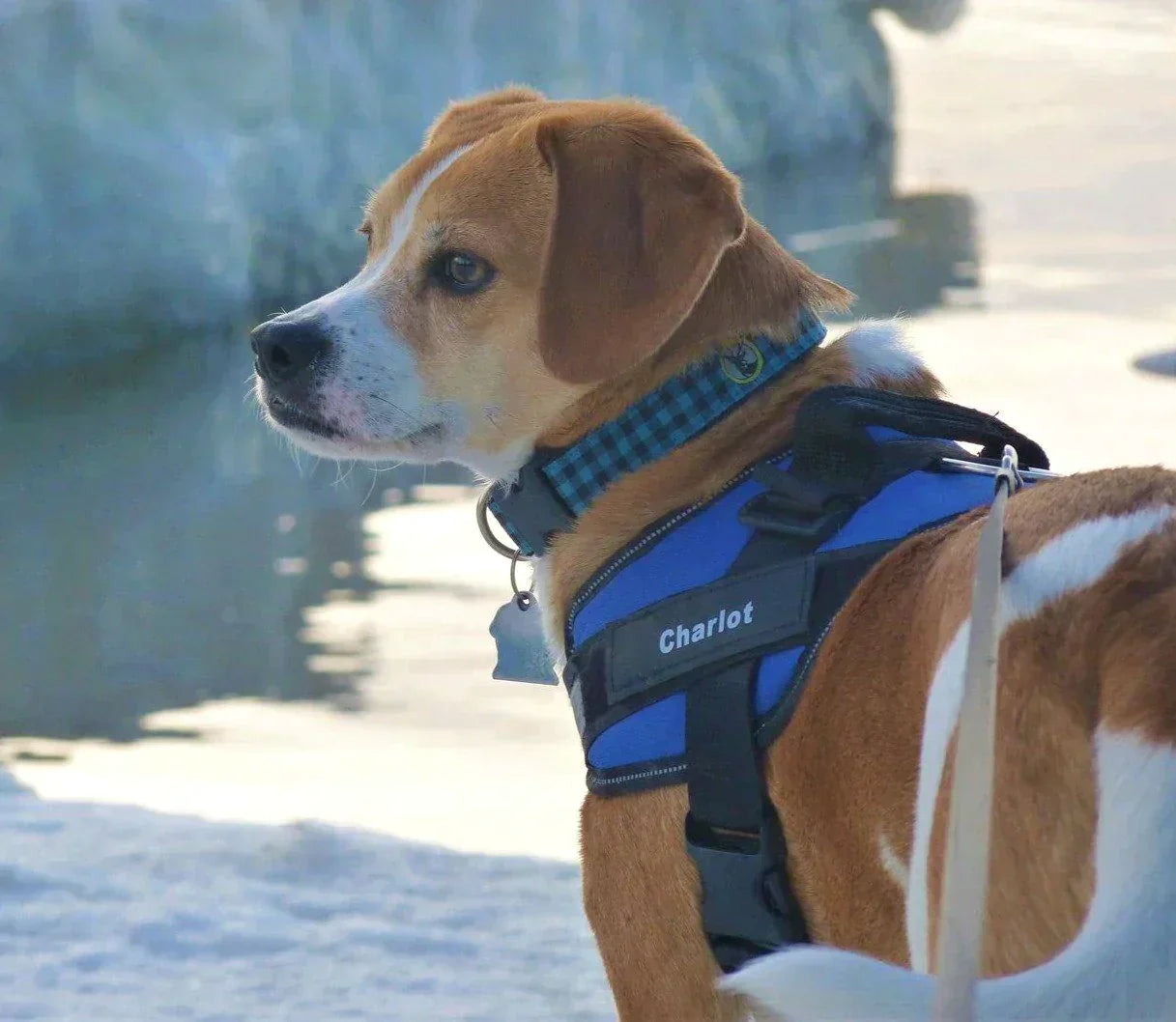 Arnés para perros guardianes personalizable